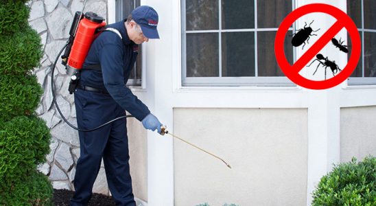 Tavşanlı Kemirgen İlaçlama böcek ilaçlama ve haşere kontrolü — ilaclama-tr.com